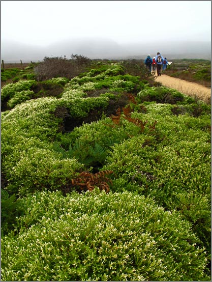 sm 090924.09 Abbots.jpg - Prostrate Coyote bushes in full bloom.